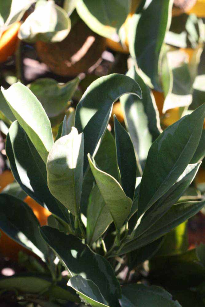            Sun leaves (Riverside, CA)   